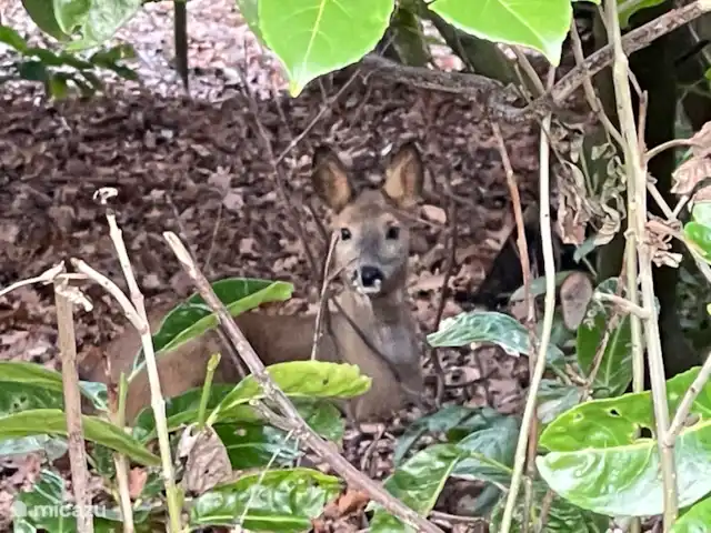 Ree in het bos